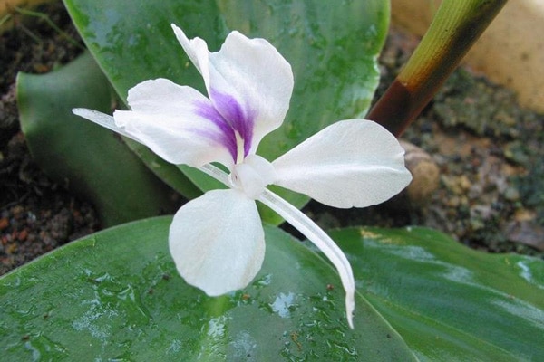 Hình ảnh cây Địa liền