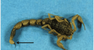 Bò cạp xanh – Vị thuốc trừ phong, chữa co giật và giảm đau mạnh trong Đông y