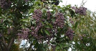 Nữ trinh tử: Vị thuốc bổ can thận, minh mục, đen tóc trong y học cổ truyền