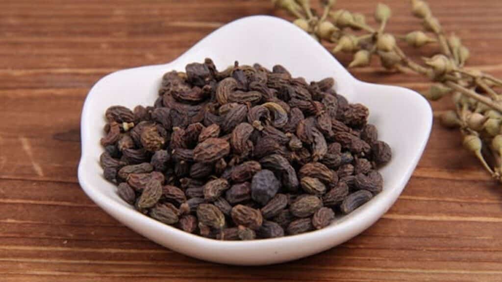 Hình ảnh: Quả của cây nữ trinh