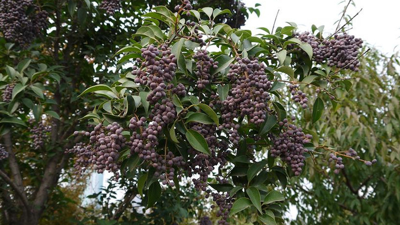 Hình ảnh cây Nữ trinh tử