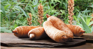 Thiên ma (Gastrodia elata): Vị thuốc cổ xưa vẫn còn nhiều giá trị